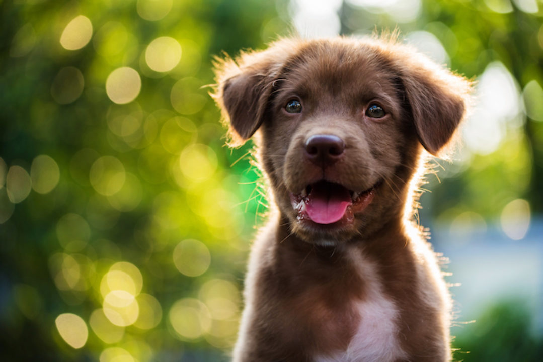 Adorable brown puppy with sunset bokeh background