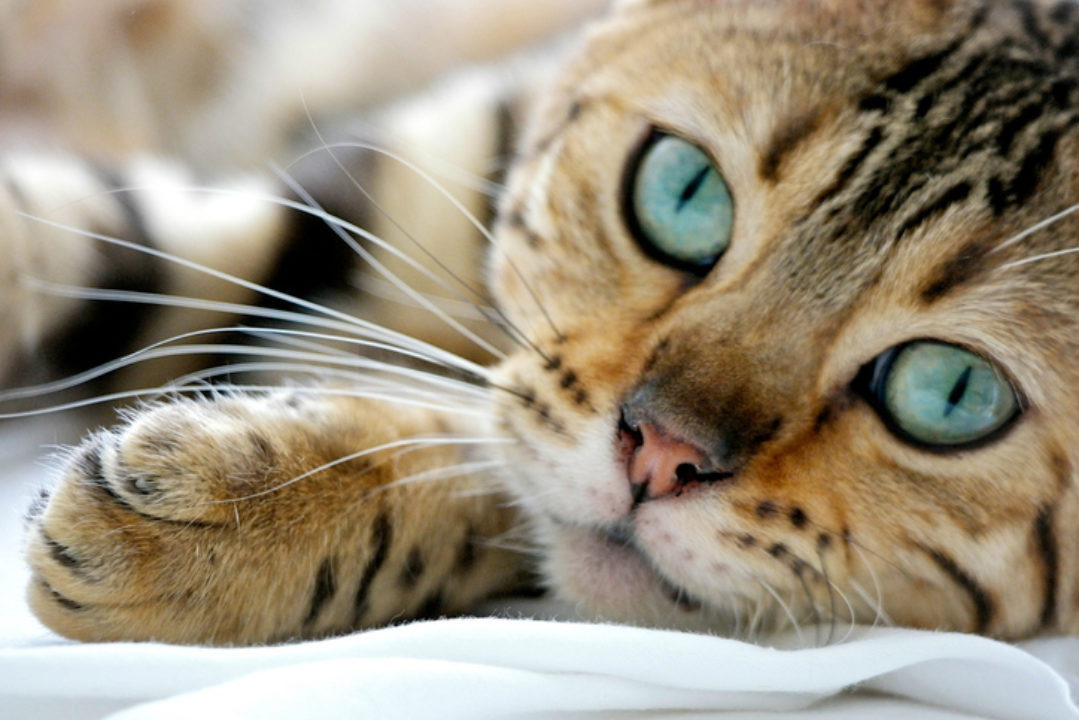 Close-up view of Bengal cat resting