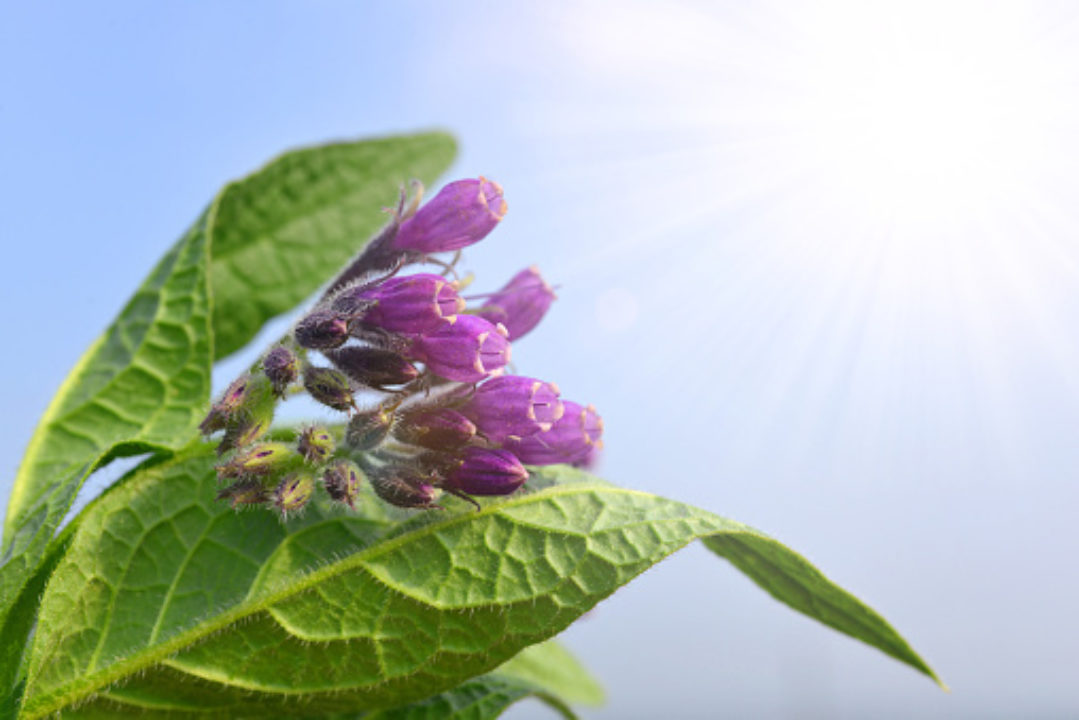 Comfrey plant with purple flowers stretching toward the sun