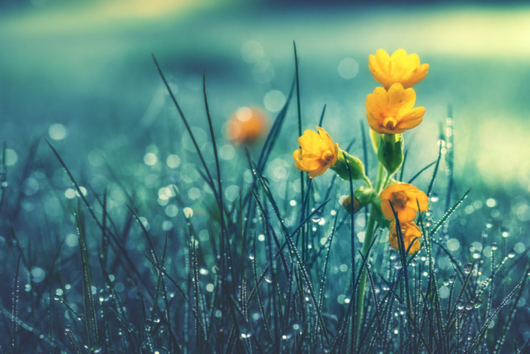 A yellow flower in wet grass