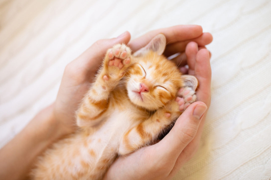 Kitten sleeping in hands, relaxed from benefits of Reiki