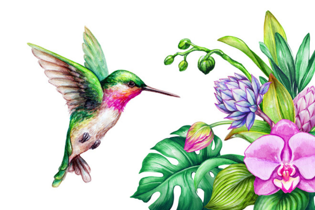 watercolor of hummingbird