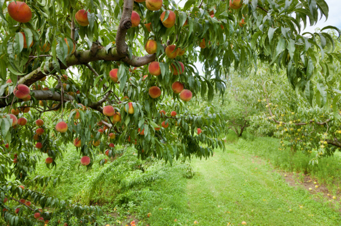 Peach orchard