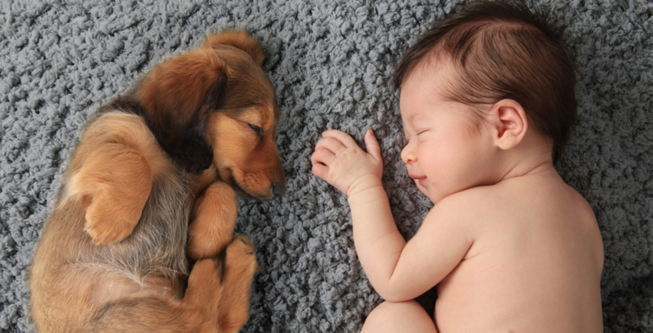Baby girl sleeping with dachschund puppy