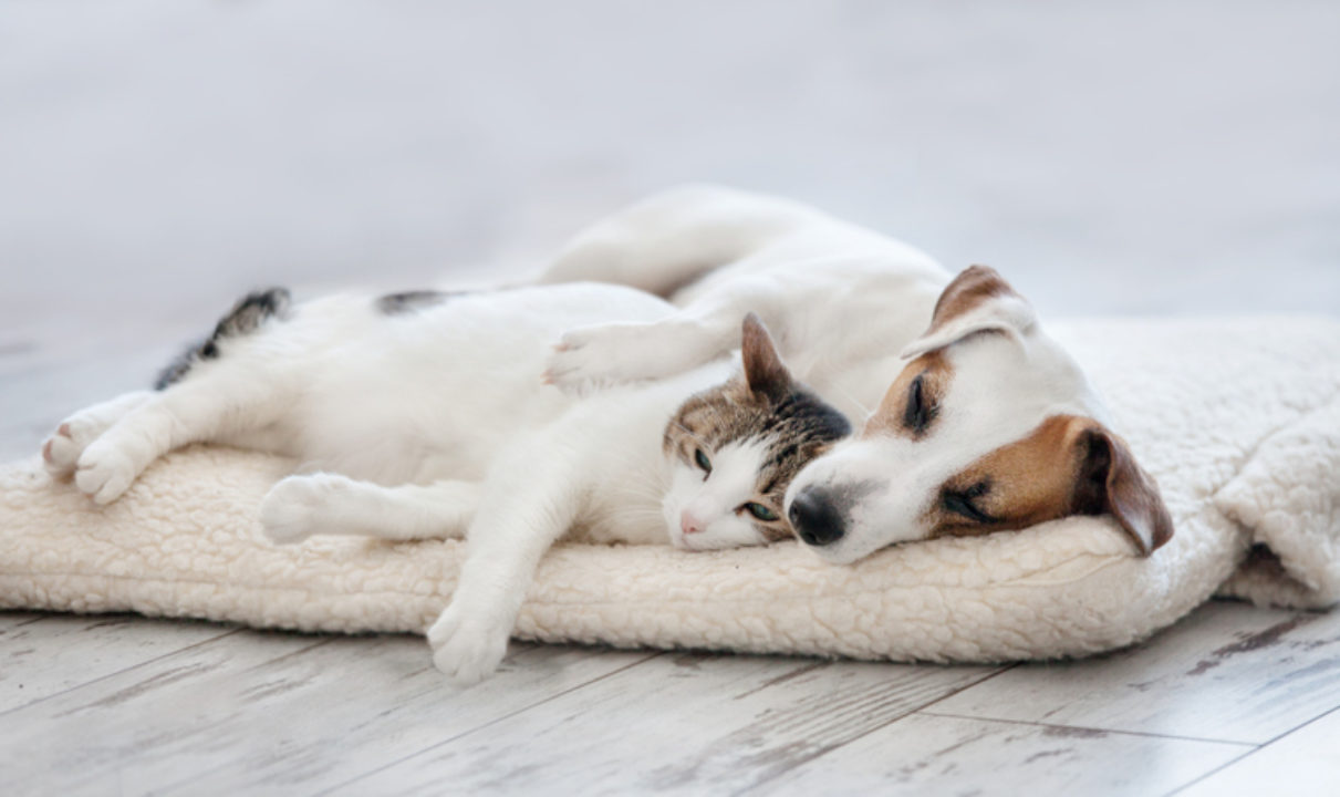 A dog and cat snuggle