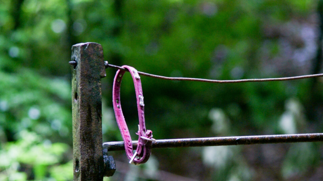 Pink pet collar empty on fence