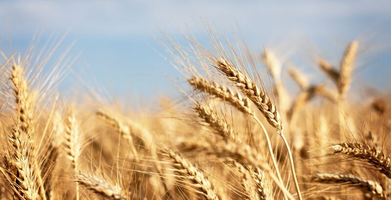 Wheat Belly | Spirituality+Health